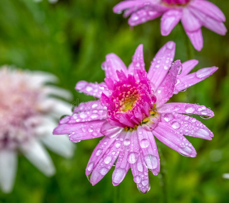 Macro flower with water droplets royalty free stock photo Macro flower with water droplets royalty free stock photo