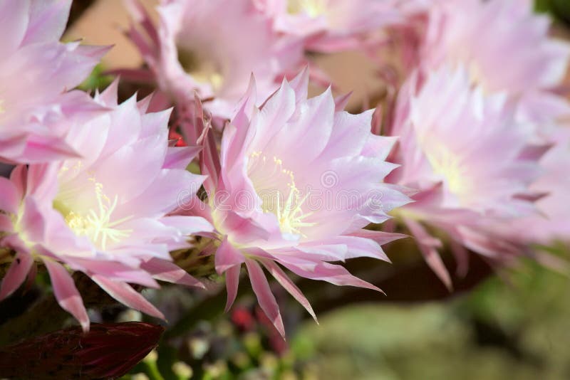 Macro flowers