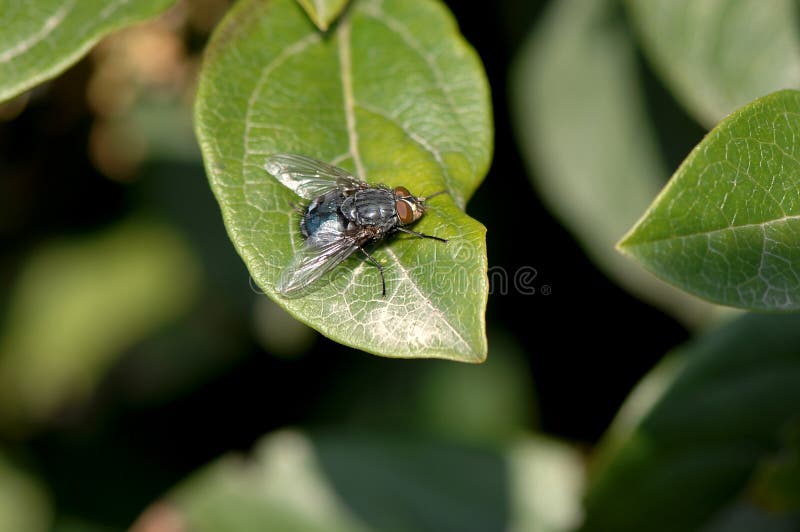 Macro fly