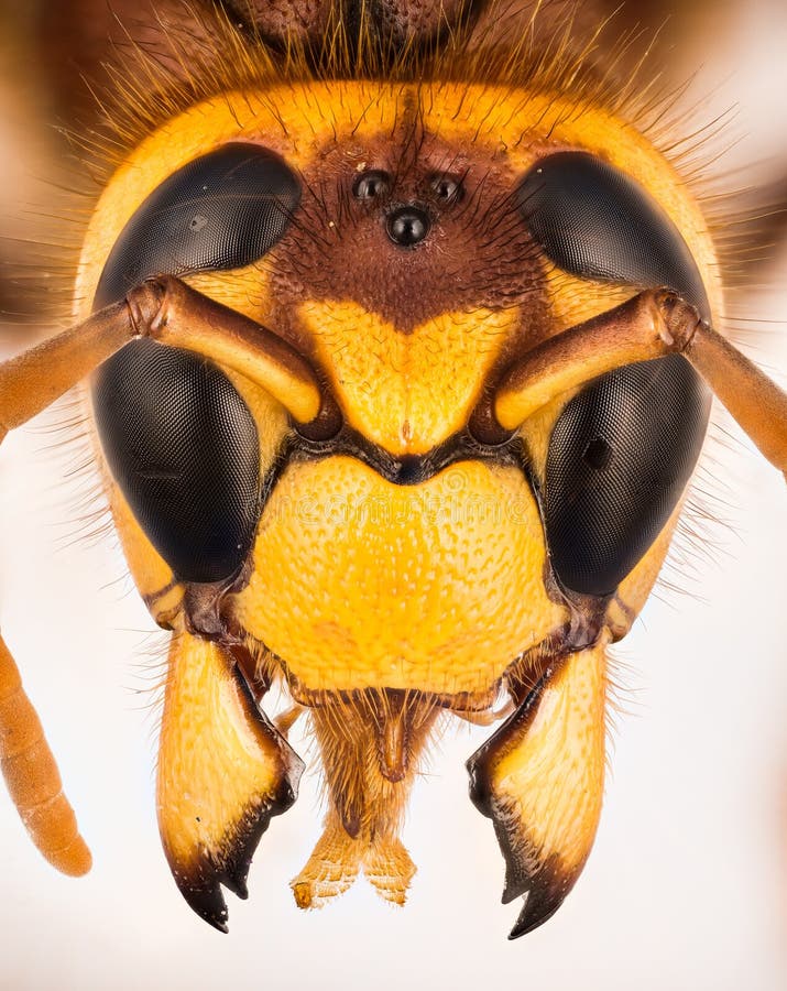 European Hornet, Hornet, Vespa crabro - FEMALE