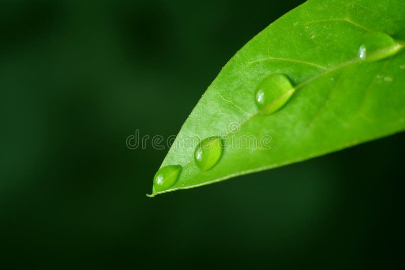 Macro foglia della goccia di acqua immagine stock Macro foglia della goccia di acqua immagine stock