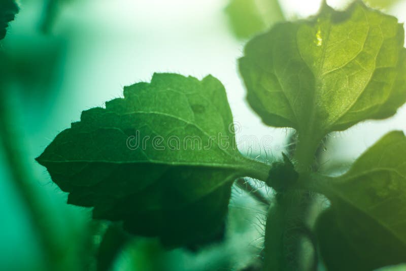 Macro foglia verde con le gocce al sole fotografie stock libere da diritti Macro foglia verde con le gocce al sole fotografie stock libere da diritti