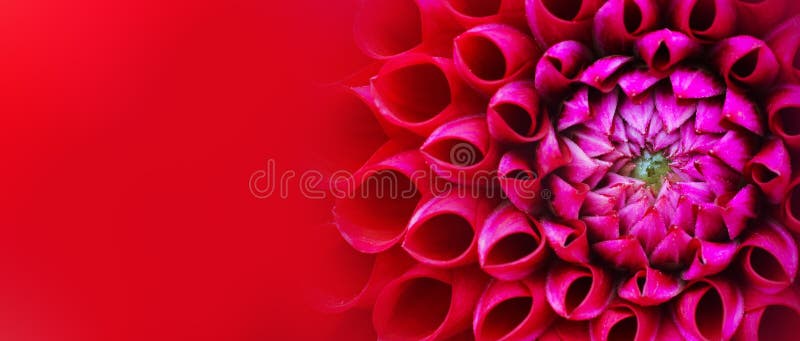 Macro fond de photo de fleur rouge et rose de dahlia Photo en couleurs soulignant les couleurs rose-clair et rouge foncé photographie stock libre de droits Macro fond de photo de fleur rouge et rose de dahlia Photo en couleurs soulignant les couleurs rose-clair et rouge foncé photographie stock libre de droits