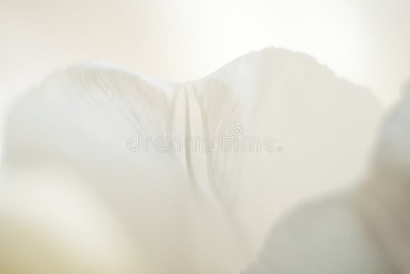 Macro fondo bianco astratto del petalo del tulipano con il fuoco molle