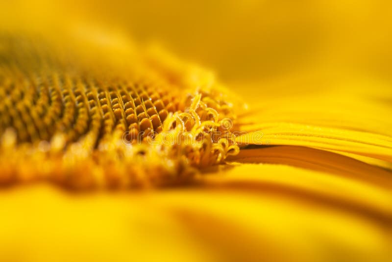 Macro fondo/girasole gialli eccellenti del fiore immagine stock libera da diritti Macro fondo/girasole gialli eccellenti del fiore immagine stock libera da diritti