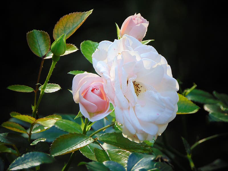 Macro foto con un bello mazzo di struttura decorativa del fondo dei fiori rosa fotografia stock libera da diritti Macro foto con un bello mazzo di struttura decorativa del fondo dei fiori rosa fotografia stock libera da diritti