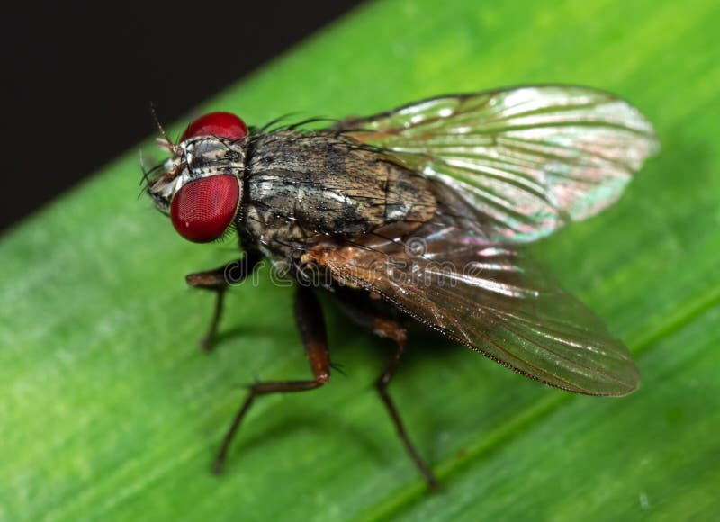 Macro foto della mosca comune sulla foglia verde fotografia stock Macro foto della mosca comune sulla foglia verde fotografia stock