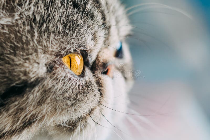 Macro foto di Shorthair della razza esotica del gatto testa del gatto del primo piano con l'occhio arancio