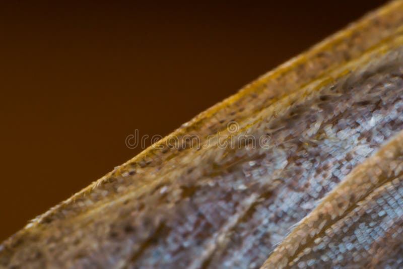 Macro foto di una struttura dell'ala della farfalla fotografie stock Macro foto di una struttura dell'ala della farfalla fotografie stock