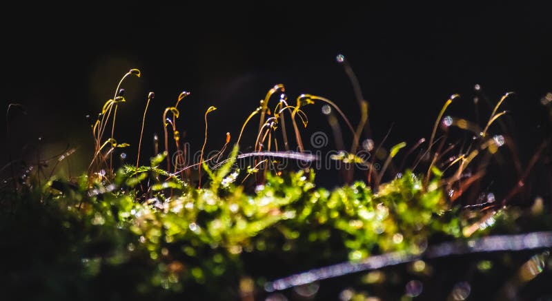 Macro foto: Vista di contrapposizione luminosa del microworld di muschio ordinario I piccoli gambi somigliano ad una foresta di f fotografia stock libera da diritti