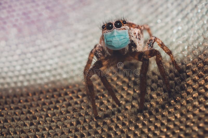 Spider macro photography in medical mask 2021. Conceptual photo illustrating a medical crisis due to insect bites and coronavirus infection. Spider macro photography in medical mask 2021. Conceptual photo illustrating a medical crisis due to insect bites and coronavirus infection