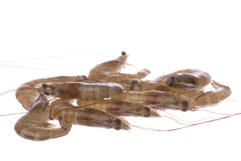 Isolated macro image of fresh prawns. Isolated macro image of fresh prawns.