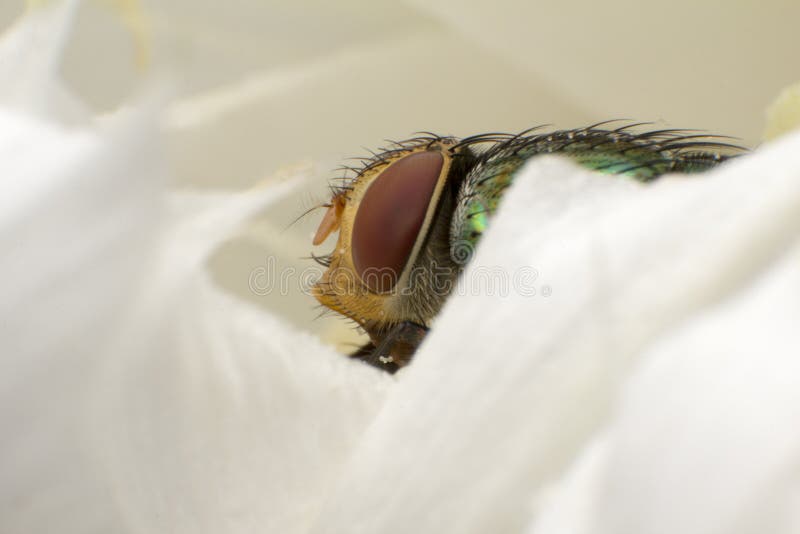Macro fucilazione dell'insetto di moscone azzurro della carne della mosca di colpo che si siede sul fiore fotografia stock libera da diritti Macro fucilazione dell'insetto di moscone azzurro della carne della mosca di colpo che si siede sul fiore fotografia stock libera da diritti