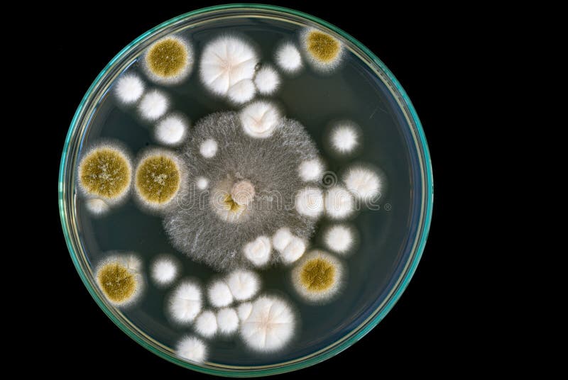 Macro of Fungi on Petri Dish on Black Background Stock Photo Image of