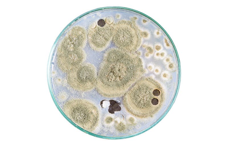 Macro of fungi on petri dish isolated royalty free stock photography