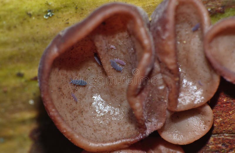 Macro Fungus On Tree with Insects