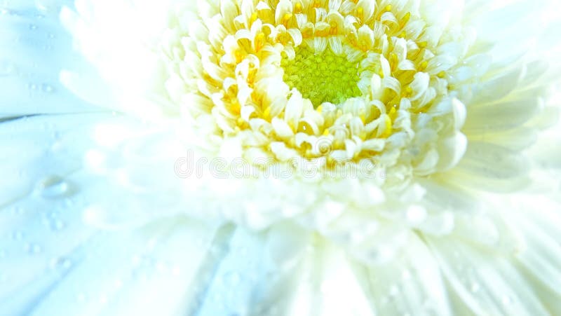 Macro of Gerbera flower wallpaper