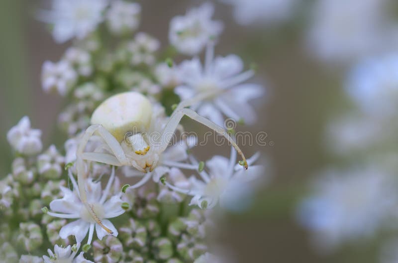 Nascosto bianco fiori un attesa il suo bottino.