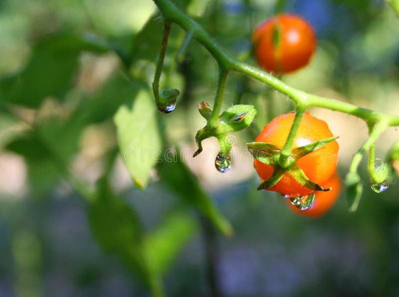 Macro - gotitas de agua en la planta de tomate