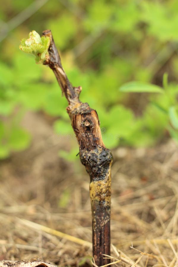 Macro of grape sprout in soil over grass background at sunny summer day