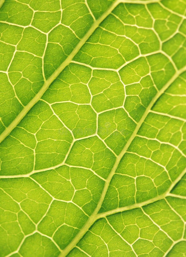 Macro green leaf