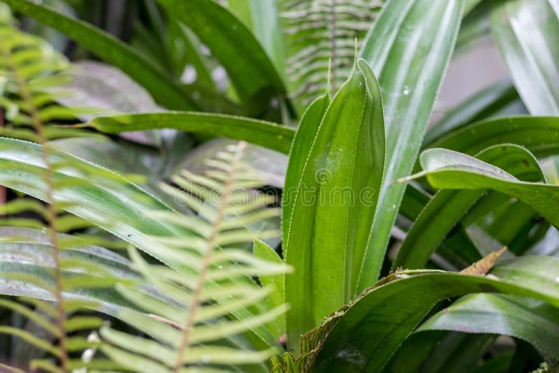 Macro green leafs background, tropical background, Bali island, Indonesia