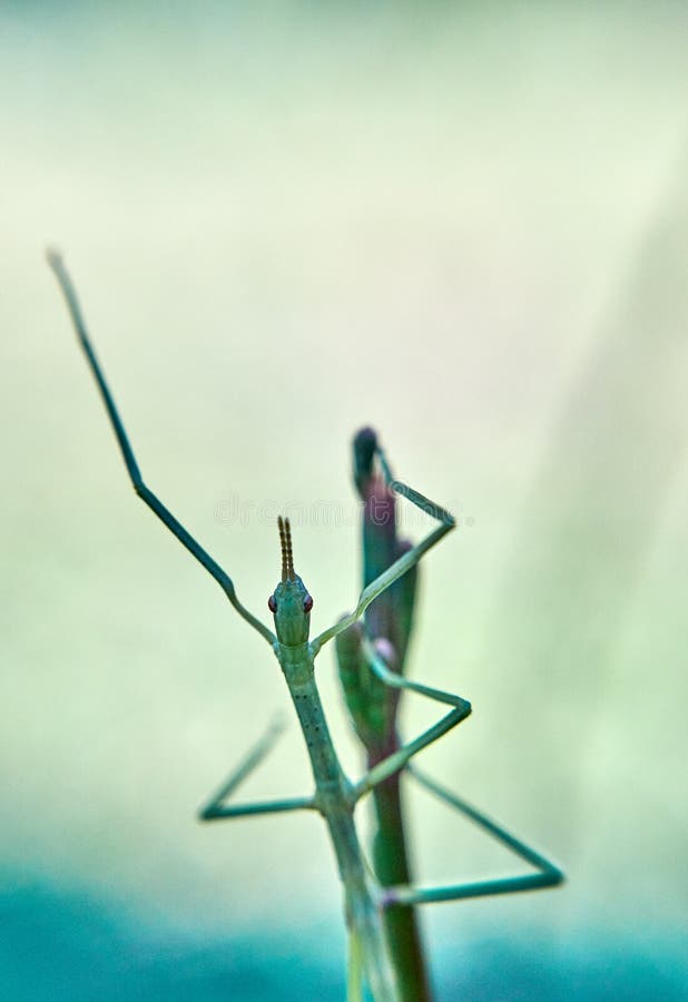 Macro of a Green Stick InsectPhasmatodea royalty free stock images