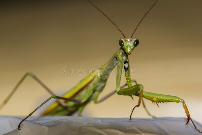 Macro groene bidsprinkhanen die van voorzijde worden gezien stock fotografie Macro groene bidsprinkhanen die van voorzijde worden gezien stock fotografie