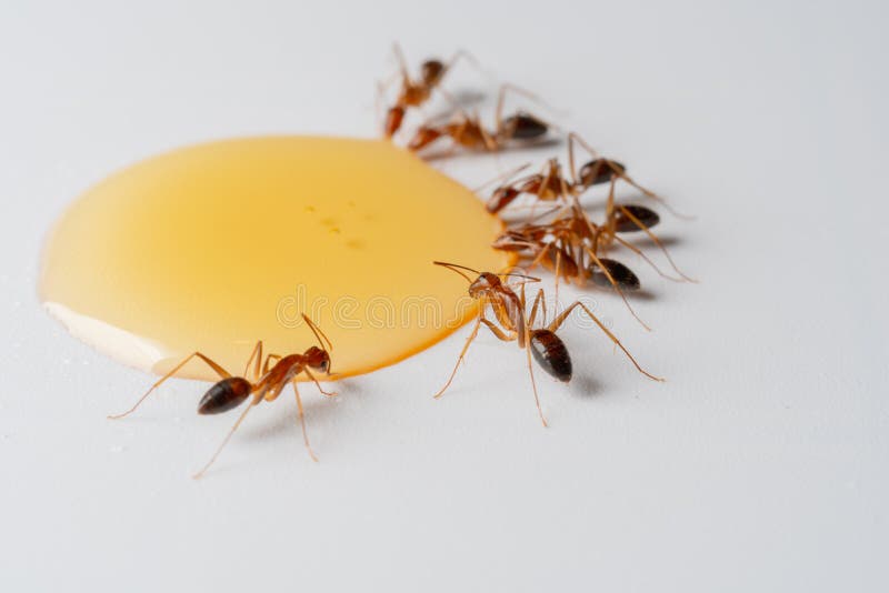 Ants Eating Honey Drop on a White Background Stock Photo Image of drop, food 172296816