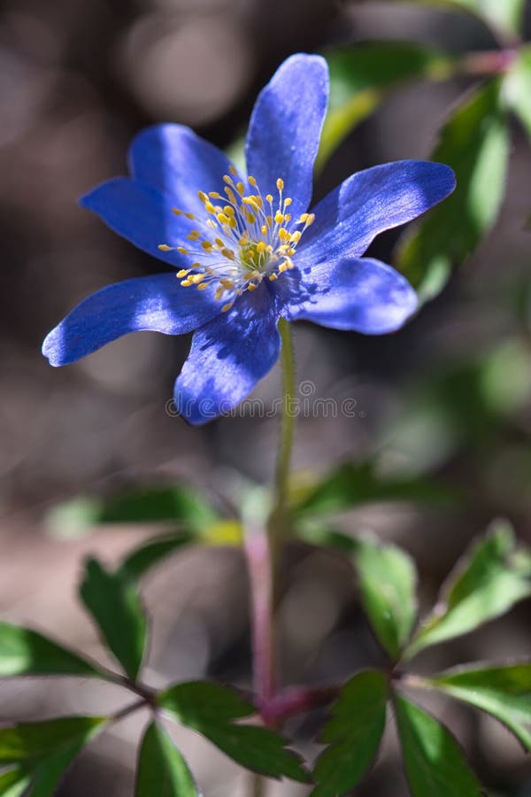 Macro Habitat Naturel De Fleur Bleue D'anémone En Bois Photo stock - Image  du drapeau, bleu: 181079928