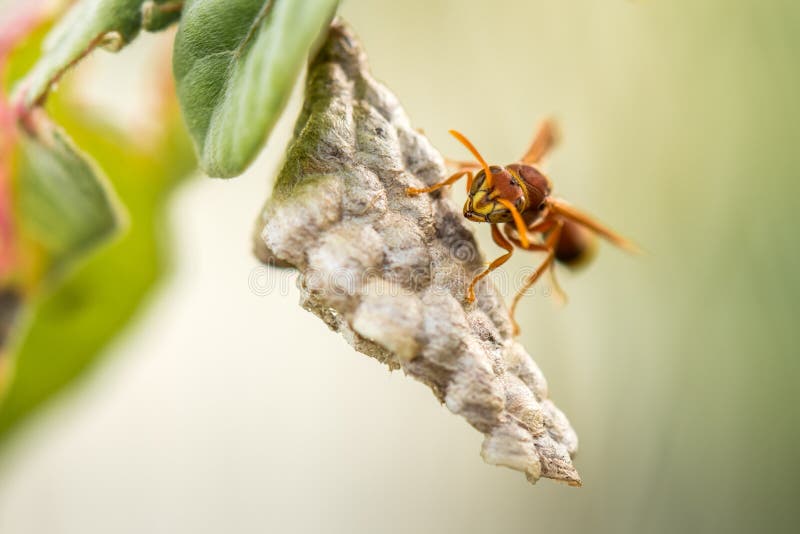 A hornet standing on it`s nest