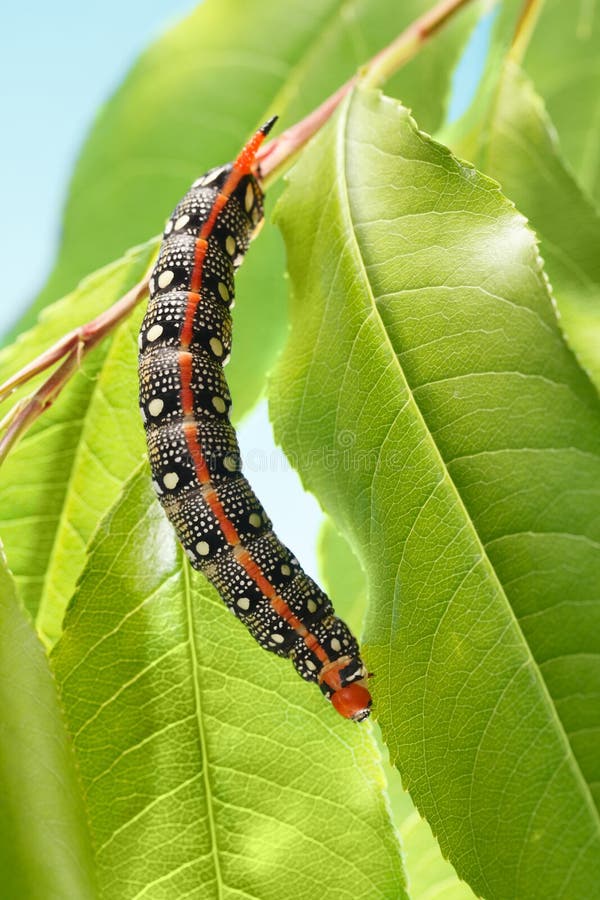 download hornworm moth download hornworm moth