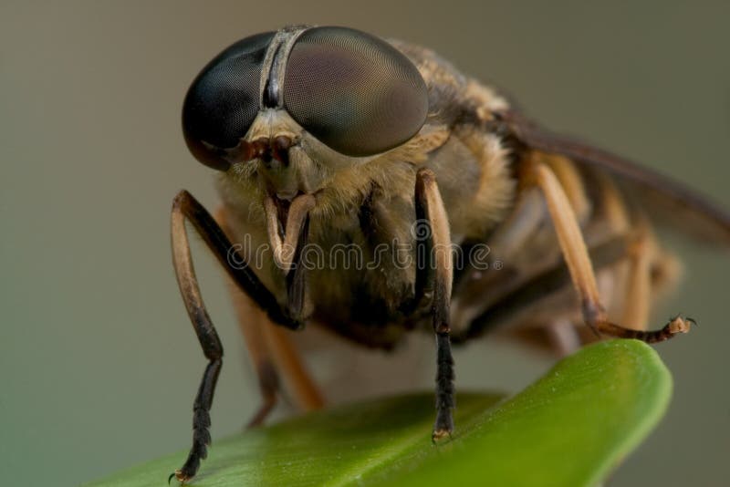 Macro horse-fly stock photography Macro horse-fly stock photography