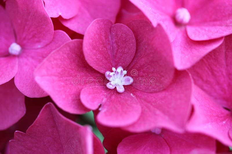 Macro of Hortensia royalty free stock images