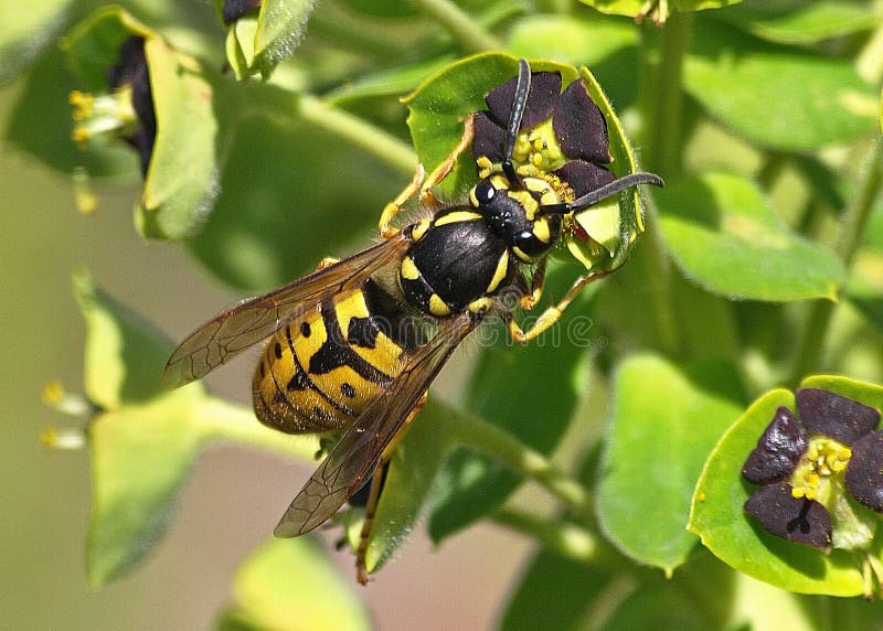 hover bees hover bees