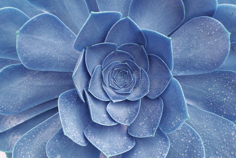 Macro image abstraite d'usine blue succulente echeveria avec le contexte et le beaut tropicaux de feuille de fond de texture de go