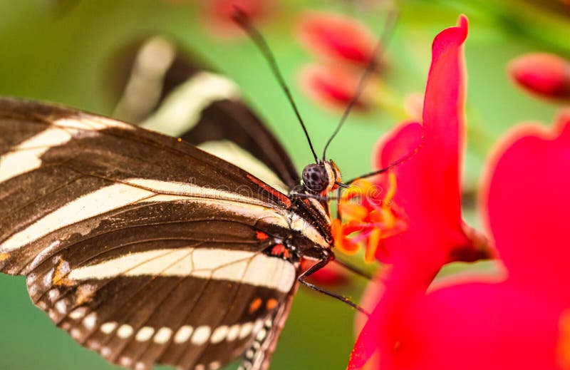 Black and White Striped Butterfly Resting on Blooming Flower Stock
