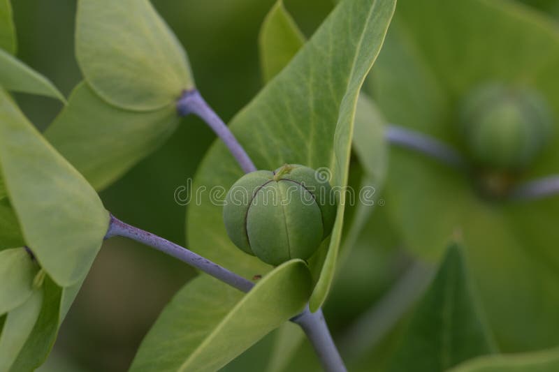 Macro image of caper spurge buds. Euphorbia lathyris stock photos
