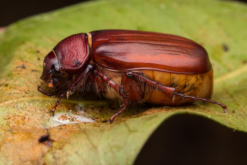 Macro image of a cockchafer stock image