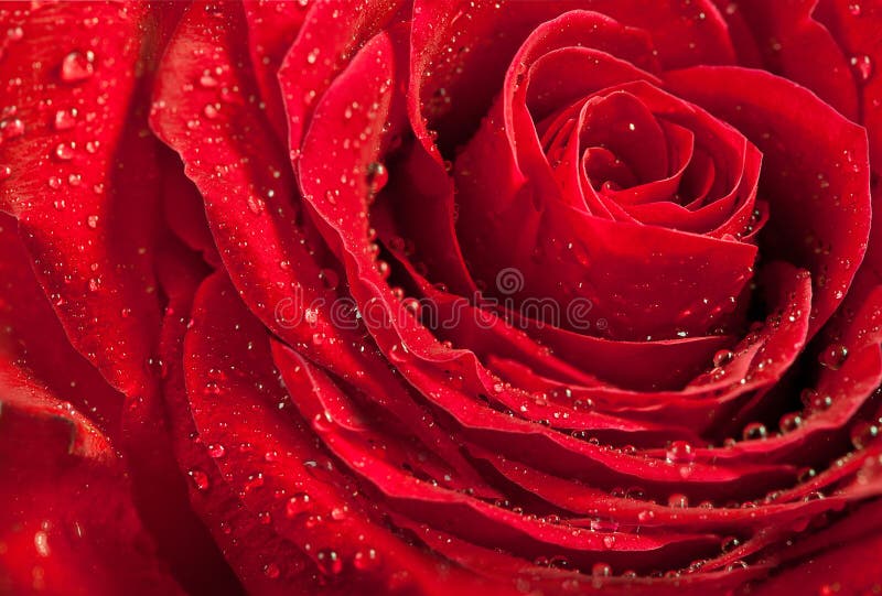 Macro image of dark red rose with water droplets.