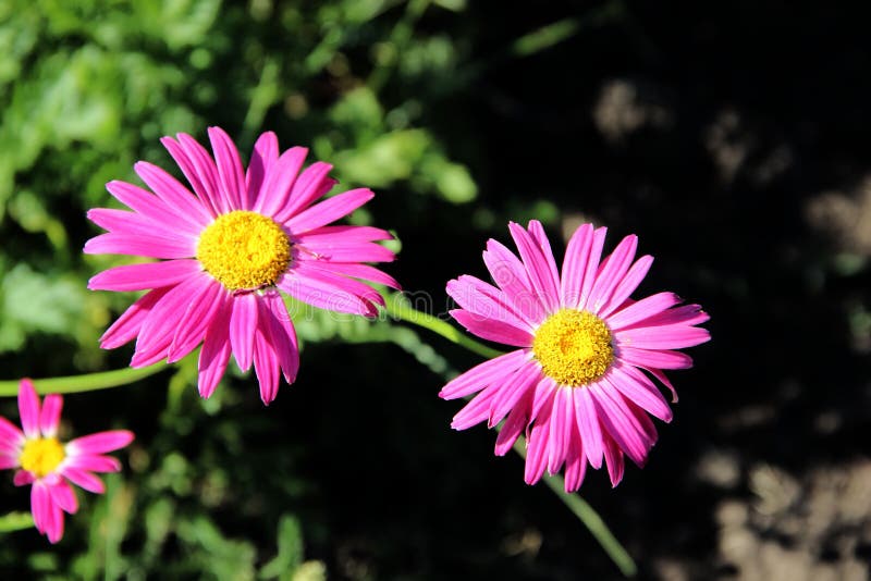 Macro shot of two flowers with red petals and yellow cores in front and one flower behind the others. Macro shot of two flowers with red petals and yellow cores in front and one flower behind the others