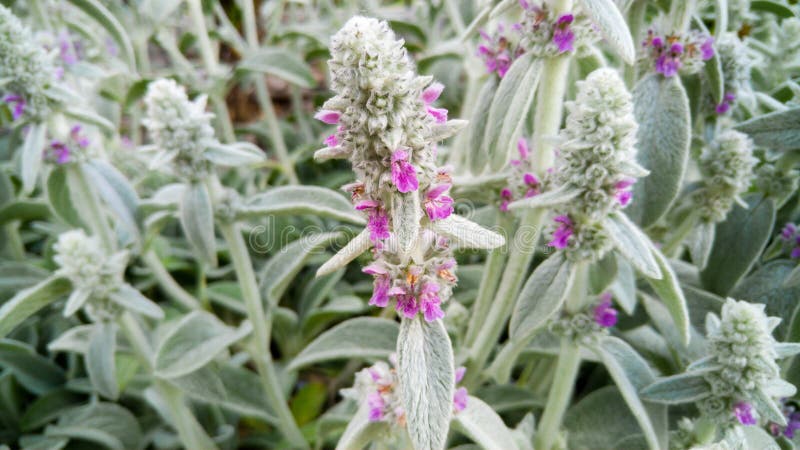 Macro image de la belle horticulture violette sur le pr? Photo de plan rapproch? des fleurs violettes images stock Macro image de la belle horticulture violette sur le pr? Photo de plan rapproch? des fleurs violettes images stock