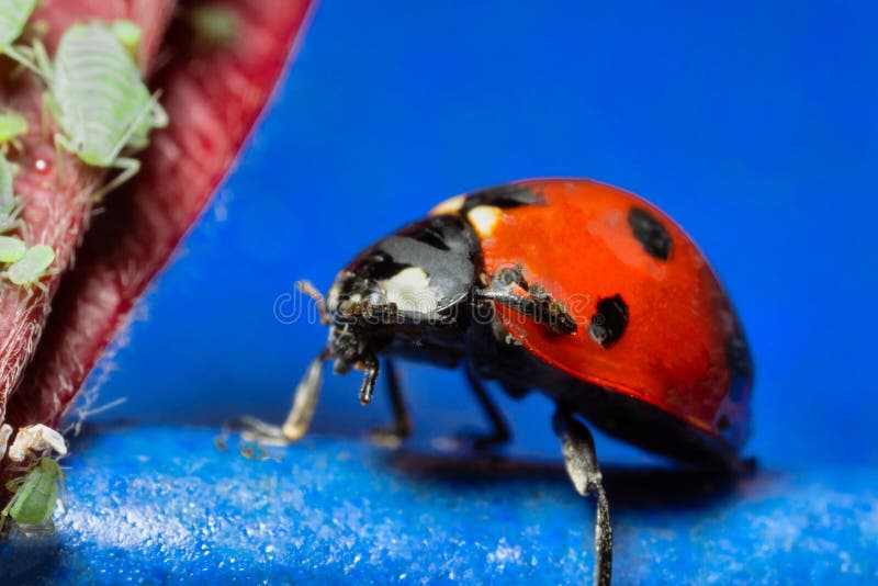 Macro 5x Image Ladybug Destroying Eats Green Aphids Close Up Stock