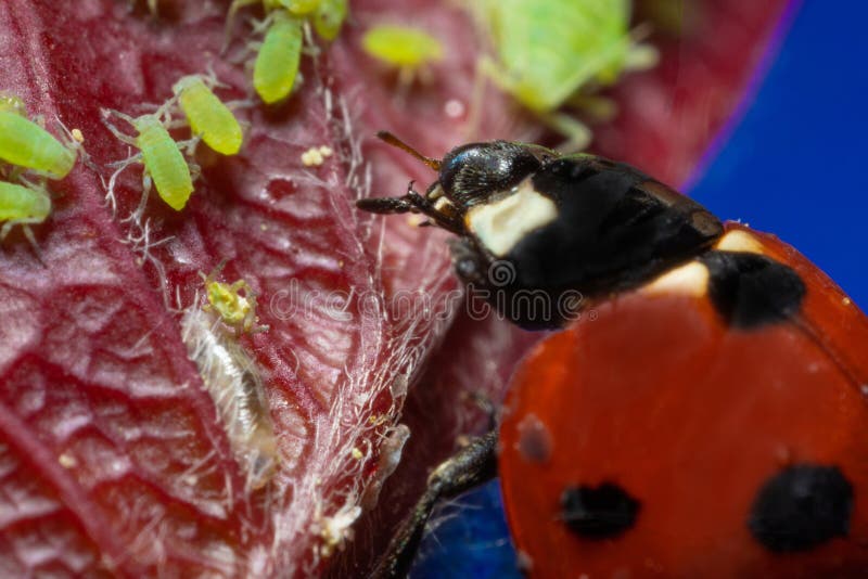 Macro 5x Image Ladybug Destroying Eats Green Aphids Close Up Stock