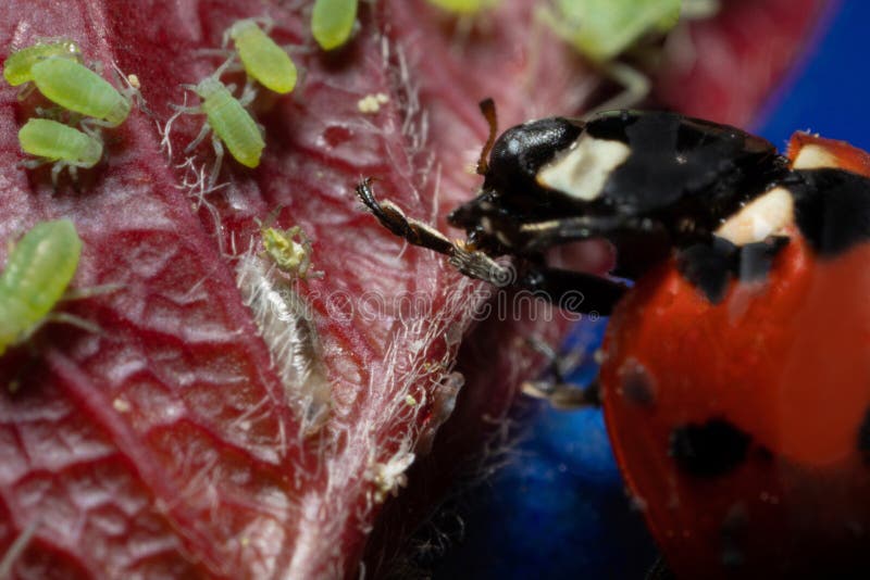 Macro 5x Image Ladybug Destroying Eats Green Aphids Close Up Stock