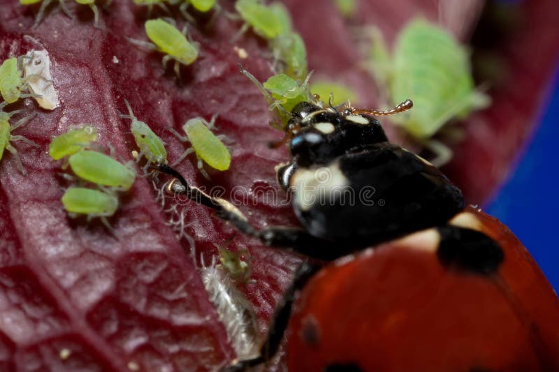 Macro 5x Image Ladybug Destroying Eats Green Aphids Close Up Stock
