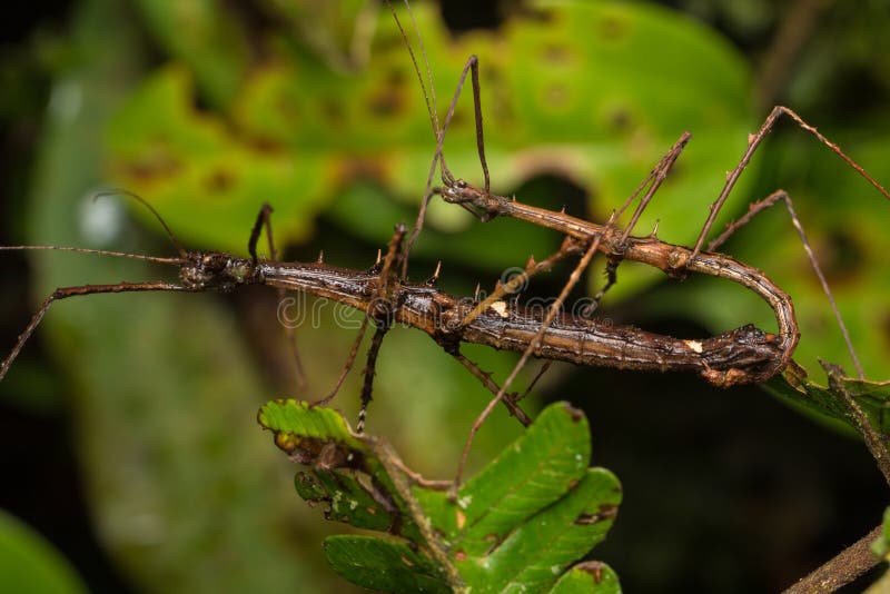 Macro Image of Maiting of Stick Insect of Borneo Island stock photography