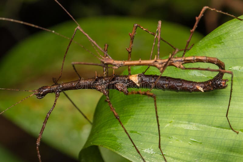 Macro Image of Maiting of Stick Insect of Borneo Island royalty free stock image