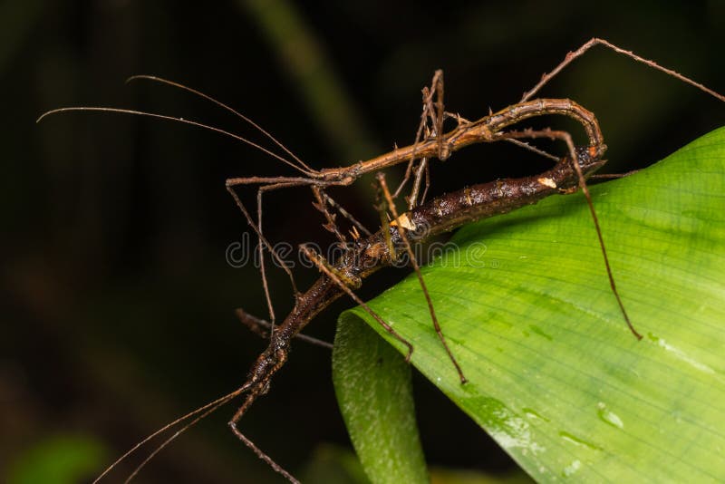 Macro Image of Maiting of Stick Insect of Borneo Island royalty free stock image