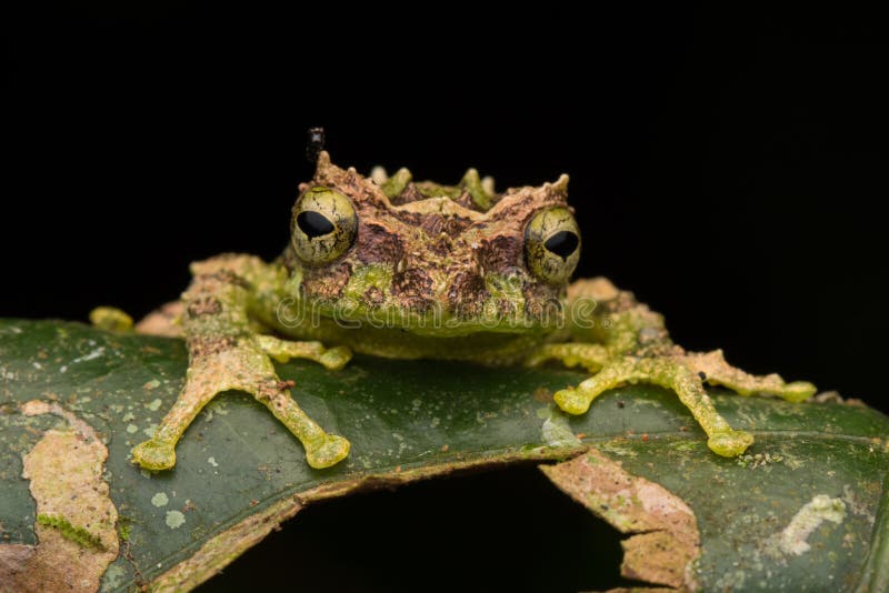 Macro Image of Mossy Tree Frog